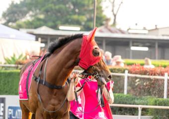 The Weetwood Handicap at Clifford Park Racecourse in Toowoomba, Queensland, showcasing elite thoroughbred racing. The Weetwood Handicap at Clifford Park Racecourse in Toowoomba, Queensland, showcasing elite thoroughbred racing.